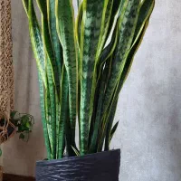 گلدان بزرگ غول پیکر سانسوریا ابلق