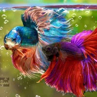 کارشناس قسمت تولید و پرورش ماهیان زینتی