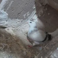 کبوتر|پرنده|میان جلگه, |دیوار