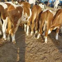 گوساله های قطع شیر وشیر خوار