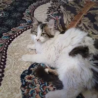 قیمت 8میلیون  تمان|گربه|کهنوج, |دیوار