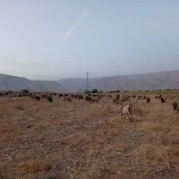 گوسفند فروشی