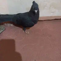 زاغ چشم نوک آبادانی ماده|پرنده|رودان, |دیوار