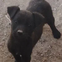 پیتبول|سگ|بازرگان, |دیوار