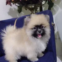 پامرانین اورجینال