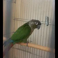 طوطی گرینچیک