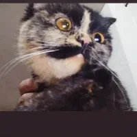 گربه ماده اسکاتیش تورتورایس