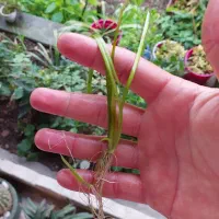 گیاه آبزی گندمی و خزه آبی پیستیا