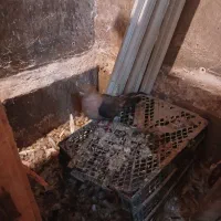 کبوتر رنگی|پرنده|سبزوار, جهاد کشاورزی|دیوار