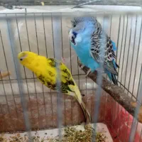 مرغ عشق هلندی