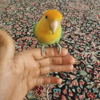 طوطی کوتوله دستی