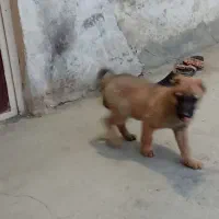 توله سگ سرابی