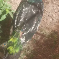 فروش یک دونه طاوس نر نژادهندی ابی|پرنده|گیان, |دیوار