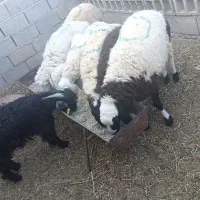 بره فروشی|حیوانات مزرعه|زیرکوه, |دیوار