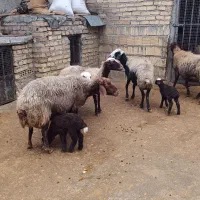 میش و بره|حیوانات مزرعه|الشتر, |دیوار