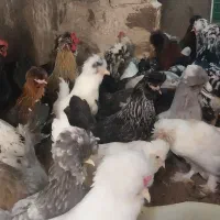 تخم‌مرغ‌نطفه‌دارسلطان‌‌وبلک‌استاروپولند‌ومولدها|حیوانات مزرعه|شاهرود, |دیوار