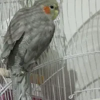 عروس هلندی|پرنده|اسالم, |دیوار