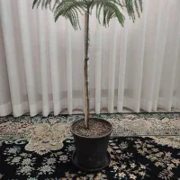 گل ، کاج مطبق ، دیفن باخیا