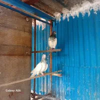 کبوتر پرشی همگی عالی جواب داده یکجای دونه ای ۳۰۰|پرنده|فردیس, شهرک ۱۱۰|دیوار
