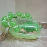 همستر و باکس