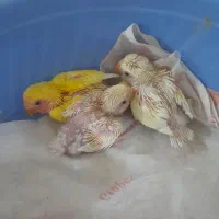 طوطی برزیلی سرلاکی