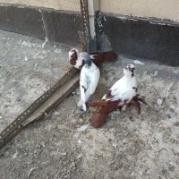 ۱۰ عدد کبوتر سالم و ارزان|پرنده|اردبیل, |دیوار