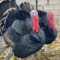 بوقلمون نر و ماده