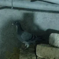 پلاکی ظالم|پرنده|نجفآباد, جعفرآباد|دیوار