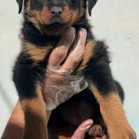 فروش سگ فروش توله سگ ضمانت کتبی