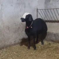 بره قوچی شالی