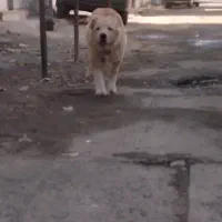 سگ سرابی پوزه خرسی|سگ|کرمانشاه, |دیوار