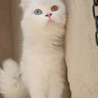 پرشین بسیار کم یاب چشم تا ب تا