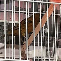 قناری نر و ماده اماده|پرنده|مشهد, هفده شهریور|دیوار