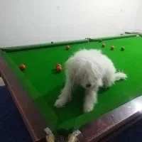 سگ  تربیت شده|سگ|اهواز, فرهنگ شهر|دیوار