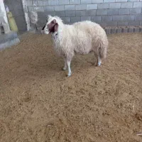 ۳راس شیشک قوچ سنجابی|حیوانات مزرعه|سرپل ذهاب, |دیوار