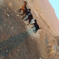 ۴تا بز ابستن باغ‌ملک|حیوانات مزرعه|ایذه, |دیوار