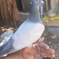 فروش کبوتر سبز ونقره ای بی خط|پرنده|کوهمره, |دیوار