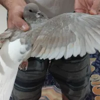 کبوتر کفتر شهری راست الماسی ماده گلدار