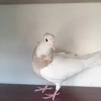 طوقی جوجه طوقی