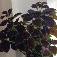 گل حسن یوسف