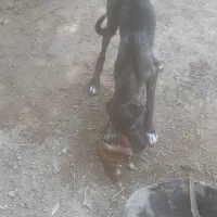 توله ۴ ماه ماده نژاد سرابی و خوراسانی|سگ|سامان, |دیوار