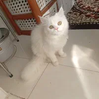 حامله فروش فوری با وسایل 4500فوری