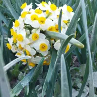 گل نرگس|گل و گیاه طبیعی|سوق, |دیوار