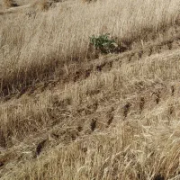 کاه گندم خورد دیم