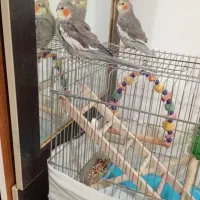 دو عدد عروس هلندی|پرنده|لاهیجان, مهرگان|دیوار