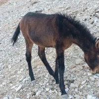 کوره یاطوله قاطر ماده 4ماهه