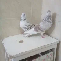 دوتا ماد درجه یک پرشی پیس|پرنده|خمینیشهر, |دیوار