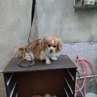 سگ گلدن اشپیتز|سگ|کرمانشاه, |دیوار