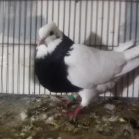 طوقی ماده درشت و پاک