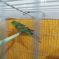 مرغ عشق سبز|پرنده|لنجان, |دیوار